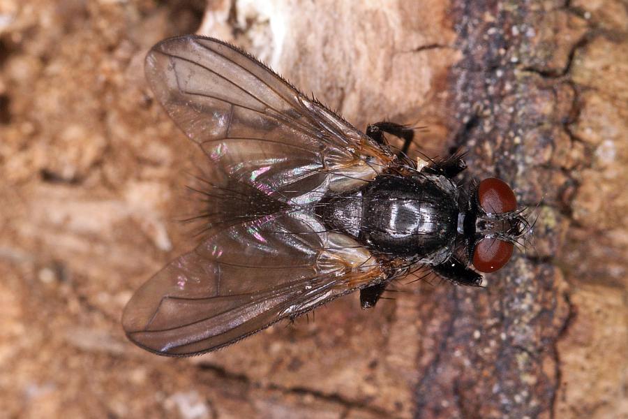 Paykullia maculata / Ohne deutschen Namen / Asselfliegen - Rhinophoridae / Ordnung: Zweiflügler - Diptera
