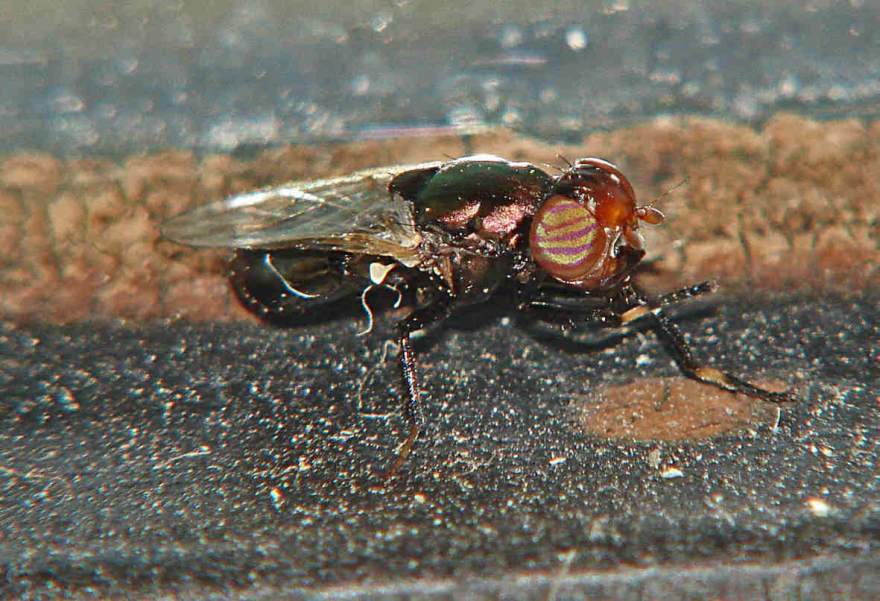 Physiphora alceae / Ohne deutschen Namen / Schmuckfliegen - Ulidiidae (= Otitidae) / Ordnung: Zweiflügler - Diptera / Fliegen - Brachycera