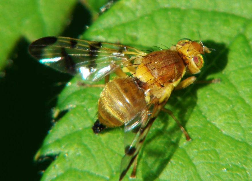 Rhagoletis meigenii / Sauerdorn-Bohrfliege / Tephritidae - Bohrfliegen / Ordnung: Zweiflügler - Diptera / Fliegen - Brachycera