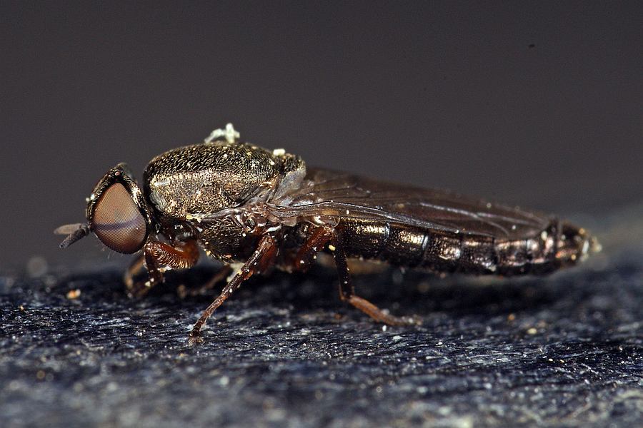 Scenopinus fenestralis / Ohne deutschen Namen / Fensterfliegen - Scenopinidae / Ordnung: Zweiflügler - Diptera / Fliegen - Brachycera