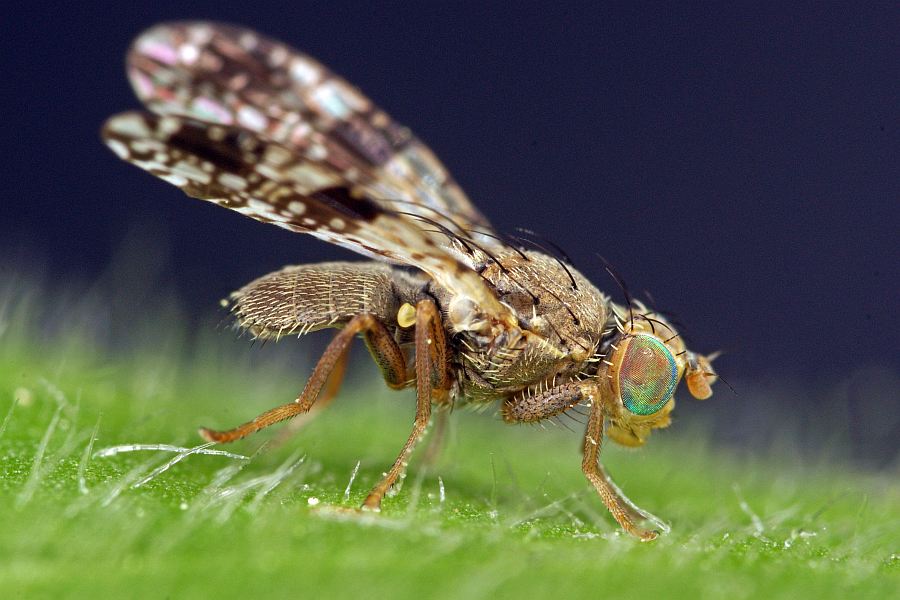 Tephritis crepidis / Pippau-Bohrfliege / Bohrfliegen - Tephritidae / Ordnung: Diptera - Zweiflügler / Unterordnung: Fliegen - Brachycera (Cyclorrhapha)