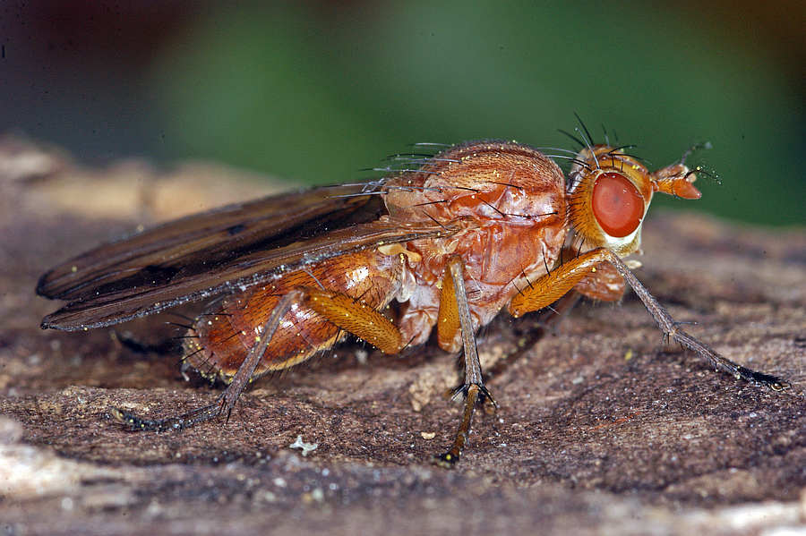 Tetanocera arrogans / Ohne deutschen Namen / Hornfliegen - Sciomyzidae / Ordnung: Zweiflügler - Diptera - Brachycera