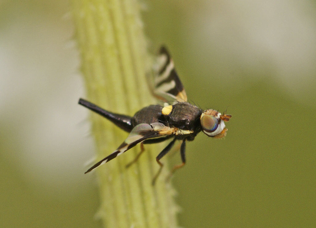 Urophora quadrifasciata / Ohne deutschen Namen / Familie: Bohrfliegen - Tephritidae / Ordnung: Diptera - Zweiflügler / Unterordnung: Fliegen - Brachycera (Cyclorrhapha)