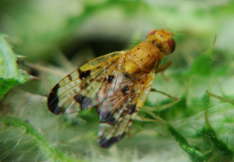 Xyphosia miliaria / Distel-Bohrfliege / Tephritidae - Bohrfliegen / Ordnung: Zweiflügler - Diptera / Fliegen - Brachycera