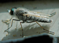 Acrosathe annulata / Stilettfliege / Zweiflügler - Diptera - Therevidae - Stilettfliegen