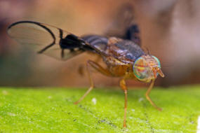 Anomoia purmunda / Weißdorn-Bohrfliege / Bohrfliegen - Tephritidae Ordnung: Diptera - Zweiflügler / Unterordnung: Fliegen - Brachycera (Cyclorrhapha)