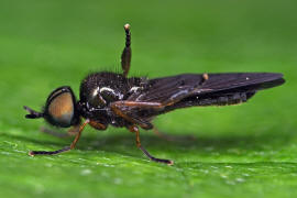 Beris chalybata / Frühe Schmalwaffenfliege / Waffenfliegen - Stratiomyidae / Ordnung: Zweiflügler - Diptera / Fliegen - Brachycera