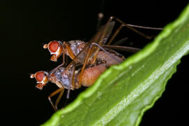 Calobata petronella / Ohne deutschen Namen / Stelzfliegen - Micropezidae / Ordnung: Zweiflgler - Diptera / Fliegen - Brachycera