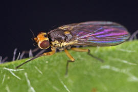 Cerodontha denticornis / Ohne deutschen Namen / Minierfliegen - Agromyzidae
