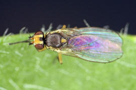 Cerodontha denticornis / Ohne deutschen Namen / Minierfliegen - Agromyzidae