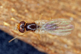 Chamaepsila pectoralis / Ohne deutschen Namen / Nacktfliegen - Psilidae / Ordnung: Zweiflügler - Diptera / Fliegen - Brachycera
