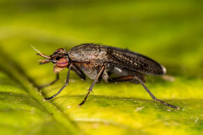 Coremacera marginata / Melierte Schneckenfliege / Hornfliegen - Sciomyzidae / Diptera - Zweiflügler