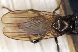 Crumomyia spec. / Ohne deutschen Namen / Dungfliegen - Sphaeroceridae