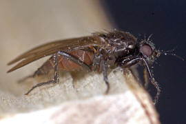 Crumomyia spec. / Ohne deutschen Namen / Dungfliegen - Sphaeroceridae