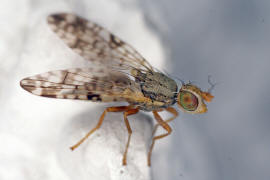 Dioxyna bidentis / Ohne deutschen Namen / Bohrfliegen - Tephritidae / Ordnung: Diptera - Zweiflgler / Unterordnung: Fliegen - Brachycera 