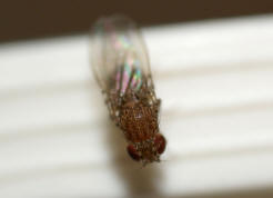 Drosophila repleta / Ohne deutschen Namen / Fruchtfliegen - Drosophilidae - Drosophilinae / Ordnung: Zweiflügler - Diptera