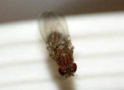 Drosophila repleta / Ohne deutschen Namen / Fruchtfliegen - Drosophilidae - Drosophilinae / Ordnung: Zweiflügler - Diptera