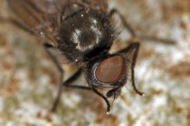 Earomyia lonchaeoides / Ohne deutschen Namen / Lonchaeidae / Ordnung: Diptera - Zweiflügler / Brachycera - Fliegen