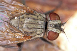 Fannia canicularis / Kleine Stubenfliege / Familie: Fanniidae / Ordnung: Diptera - Zweiflügler