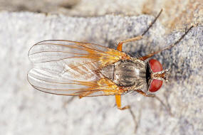 Fannia lustrator / Ohne deutschen Namen / Fanniidae / Brachycera - Fliegen / Ordnung: Diptera - Zweiflügler