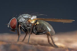 Fannia pallitibia / Ohne deutschen Namen / Fanniidae / Ordnung: Diptera - Zweiflügler / Brachycera - Fliegen