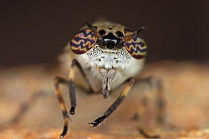 Haematopota pluvialis / Regenbremse / Bremsen - Tabanidae / Ordnung: Zweiflügler - Diptera / Fliegen - Brachycera