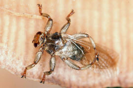 Lipoptena cervi / Hirschlausfliege / Lausfliegen - Hippoboscidae / Brachycera - Fliegen / Ordnung: Diptera - Zweiflgler