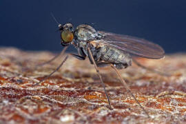 Medetera spec. / Ohne deutschen Namen / Langbeinfliegen - Dolichopodidae / Ordnung: Zweiflügler - Diptera - Brachycera