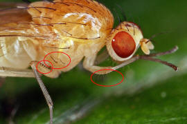 Meiosimyza rorida / Ohne deutschen Namen / Faul- / Polierfliegen - Lauxaniidae