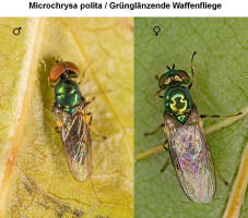 Microchrysa polita / Grnglnzende Waffenfliege / Waffenfliegen - Stratiomyidae
