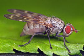 Otites guttata / Schmuckfliege / Schmuckfliegen - Ulidiidae (= Otitidae) / Ordnung: Zweiflügler - Diptera / Fliegen - Brachycera