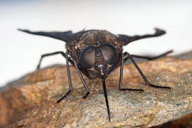Pangonius (subgenus Melanopangonius) funebris / Ohne deutschen Namen / Bremsen - Tabanidae / Ordnung: Zweiflügler - Diptera / Fliegen - Brachycera
