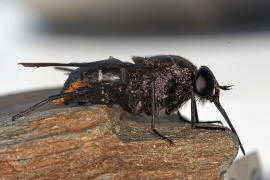 Pangonius (subgenus Melanopangonius) funebris / Ohne deutschen Namen / Bremsen - Tabanidae / Ordnung: Zweiflügler - Diptera / Fliegen - Brachycera