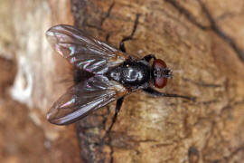 Paykullia maculata / Ohne deutschen Namen / Asselfliegen - Rhinophoridae / Ordnung: Zweiflügler - Diptera