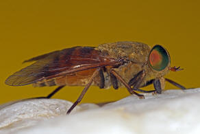 Philipomyia graeca (Fabricius, 1794) / Bremsen - Tabanidae - Tabaninae