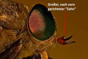 Philipomyia graeca (Fabricius, 1794) / Bremsen - Tabanidae - Tabaninae