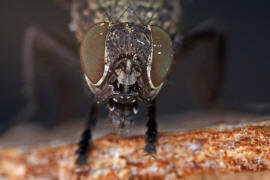 Platystoma seminationis / Ohne deutschen Namen / Breitmundfliegen - Platystomatidae / Ordnung: Zweiflügler - Diptera / Fliegen - Brachycera