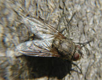 Pollenia spec. / Calliphoridae - "Schmeifliegen"