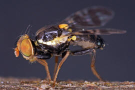 Rhagoletis cerasi / Kirschfruchtfliege / Kirschbohrfliege / Bohrfliegen - Tephritidae / Ordnung: Zweiflügler - Diptera / Fliegen - Brachycera