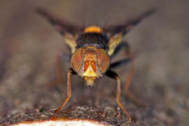 Rhagoletis cerasi / Kirschfruchtfliege / Kirschbohrfliege / Bohrfliegen - Tephritidae / Ordnung: Zweiflügler - Diptera / Fliegen - Brachycera