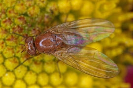 Sapromyza halidayi / Ohne deutschen Namen / Faulfliegen / Polierfliegen - Lauxaniidae