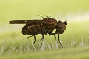 Scatella tenuicosta / Ohne deutschen Namen / Sumpffliegen - Ephydridae / Ordnung: Zweiflügler - Diptera / Fliegen - Brachycera