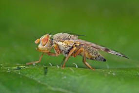 Sphenella marginata / Ohne deutschen Namen / Bohrfliegen - Tephritidae / Ordnung: Diptera - Zweiflügler / Unterordnung: Fliegen - Brachycera (Cyclorrhapha)