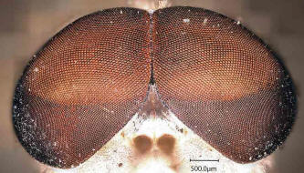Tabanus bromius / Gemeine Viehbremse (Männchen) - Augen in 500 facher Vergrößerung