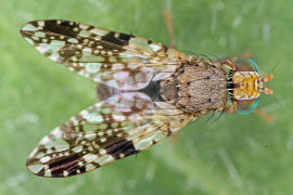 Tephritis crepidis / Pippau-Bohrfliege / Bohrfliegen - Tephritidae / Ordnung: Diptera - Zweiflügler / Unterordnung: Fliegen - Brachycera (Cyclorrhapha)