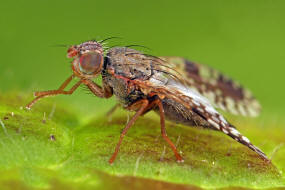 Tephritis neesii / Margariten-Bohrfliege / Bohrfliegen - Tephritidae / Ordnung: Diptera - Zweiflügler