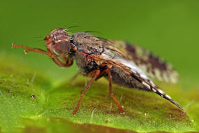 Tephritis neesii / Margariten-Bohrfliege / Bohrfliegen - Tephritidae / Ordnung: Diptera - Zweiflügler