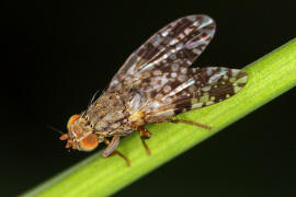 Tephritis ruralis / Ohne deutschen Namen / Bohrfliegen - Tephritidae / Ordnung: Diptera - Zweiflügler / Unterordnung: Fliegen - Brachycera (Cyclorrhapha)