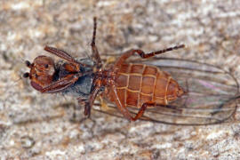 Tephrochlamys rufiventris / Ohne deutschen Namen / Sonnenfliegen - Heleomyzidae / Ordnung: Zweiflügler - Diptera / Fliegen - Brachycera