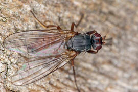 Tephrochlamys rufiventris / Ohne deutschen Namen / Sonnenfliegen - Heleomyzidae / Ordnung: Zweiflügler - Diptera / Fliegen - Brachycera